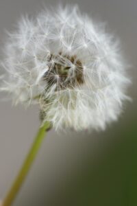 photo d'un pissenlit